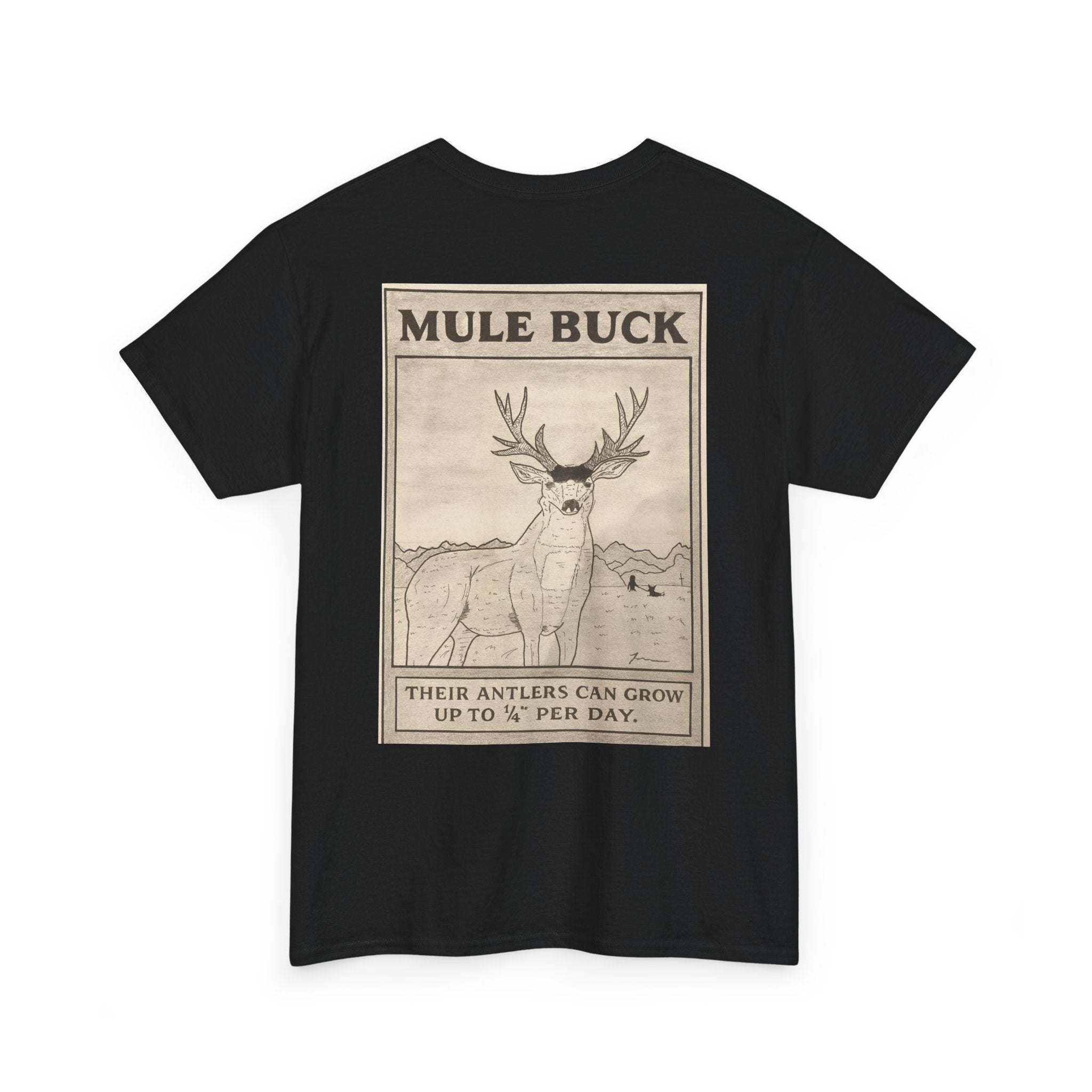 Mule Buck